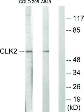 Anti-CLK2 antibody produced in rabbit