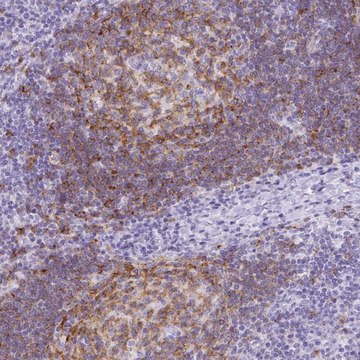 Anti-TAS2R39 antibody produced in rabbit