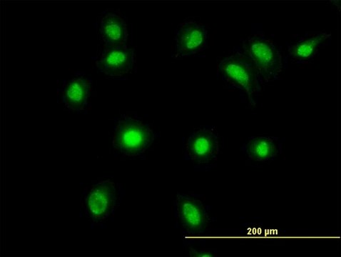 ANTI-LDB2 antibody produced in mouse