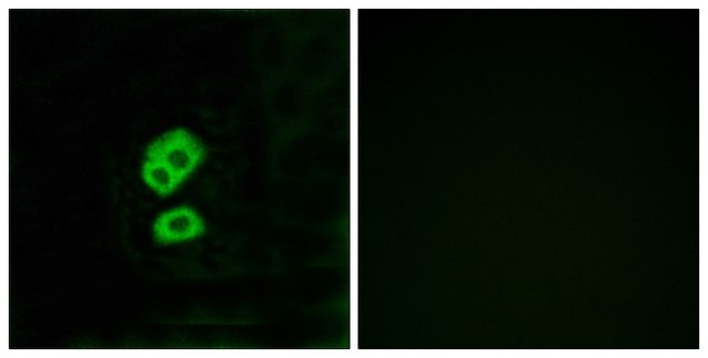 Anti-OR2T10 antibody produced in rabbit
