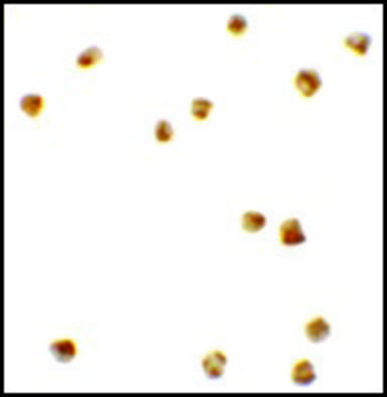 Anti-PRR5L antibody produced in rabbit