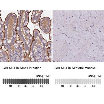 Anti-CALML4 antibody produced in rabbit