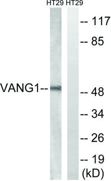 Anti-VANGL1 antibody produced in rabbit