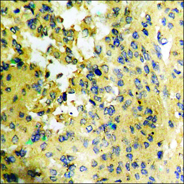 Anti-phospho-Cyclin B1 (pSer¹²?) antibody produced