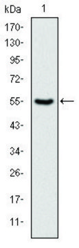 Monoclonal Anti-PKN2 antibody produced in