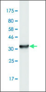 Monoclonal Anti-LEPRE1, (N-terminal) antibody produced