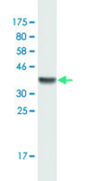 Monoclonal Anti-SETDB1 antibody produced in