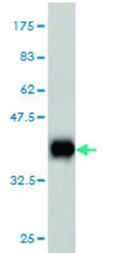 Monoclonal Anti-SPG3A antibody produced in