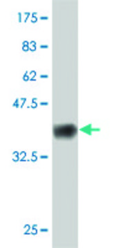 ANTI-GUCY2C antibody produced in mouse