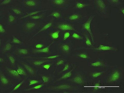 Anti-FANCC antibody produced in rabbit