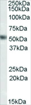 Anti-DAX1/NR0B1 antibody produced in goat