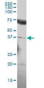 Anti-PDGFC antibody produced in mouse