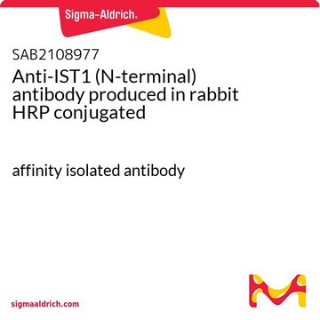 Anti-IST1 (N-terminal) antibody produced in