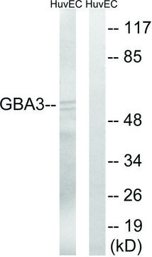 Anti-GBA3 antibody produced in rabbit