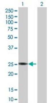 Anti-PTTG1 antibody produced in rabbit