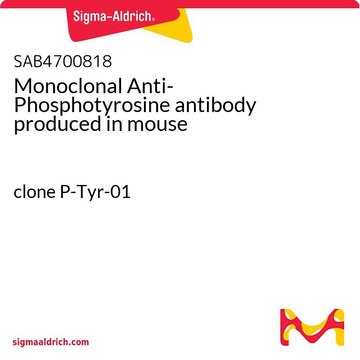 Monoclonal Anti-Phosphotyrosine antibody produced in