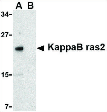 Anti-KappaB ras2 antibody produced in