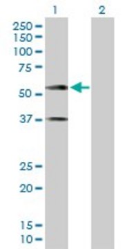 Anti-CADM1 antibody produced in rabbit