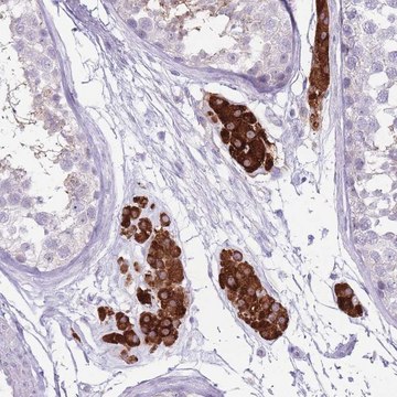 Anti-ERICH4 antibody produced in rabbit