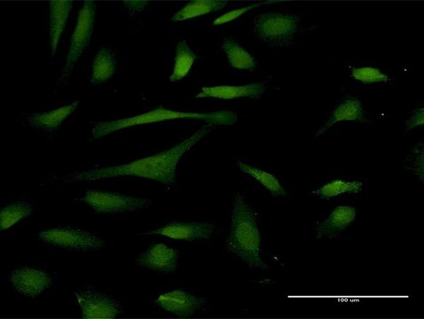 Anti-PIN4 antibody produced in rabbit