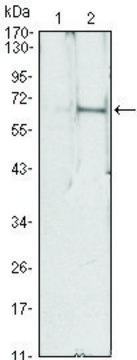 Monoclonal Anti-EPO antibody produced in