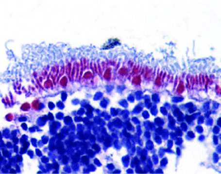 Anti-AIF antibody produced in rabbit