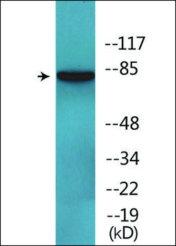 Anti-phospho-ERK3 (pSer¹??) antibody produced in