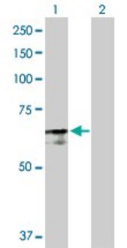Anti-PABPC4 antibody produced in rabbit