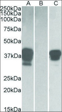 Anti-POU2AF1 (C-terminal) antibody produced in
