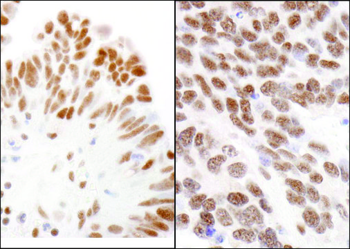 Rabbit anti-CBX3 Antibody, Affinity Purified