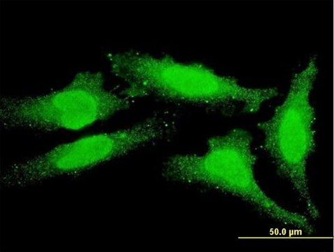 ANTI-FOXO1A antibody produced in mouse