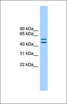 Anti-TM7SF2, (N-terminal) antibody produced in