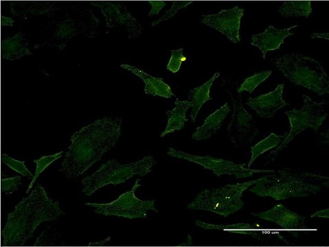 ANTI-BRAF antibody produced in mouse