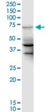 Monoclonal Anti-MGC42638 antibody produced in