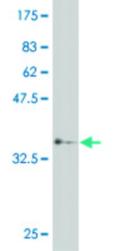 ANTI-HEYL antibody produced in mouse