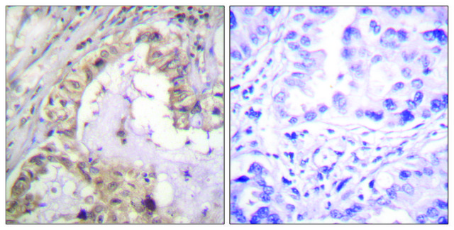 Anti-BCL-XL antibody produced in rabbit