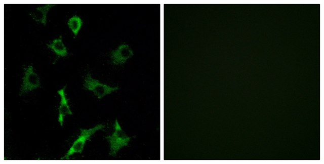 Anti-OR5B3 antibody produced in rabbit