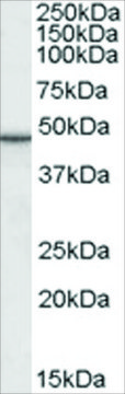 Anti-M6PRBP1 antibody produced in goat