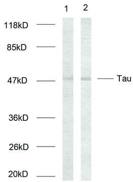 Anti-TAU antibody produced in rabbit
