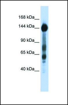 Anti-SREBF1, (N-terminal) antibody produced in