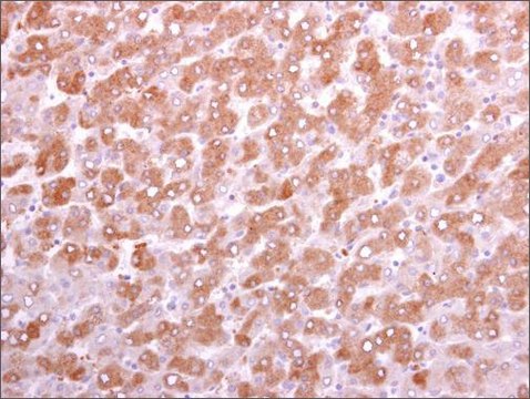 Anti-DKK3 antibody produced in rabbit