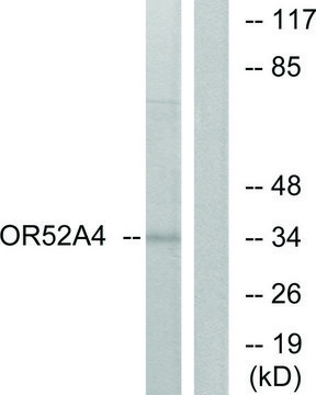 Anti-OR52A4 antibody produced in rabbit