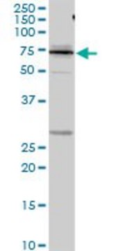 Anti-KNG1 antibody produced in rabbit