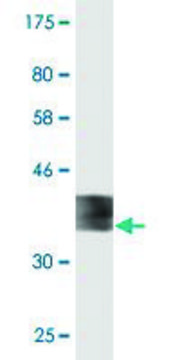 Monoclonal Anti-FDX1 antibody produced in