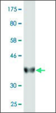 Monoclonal Anti-HINT2, (C-terminal) antibody produced