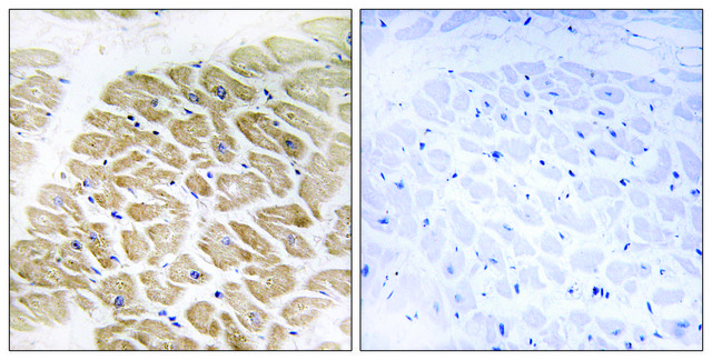 Anti-MIA, C-Terminal antibody produced in