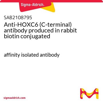 Anti-HOXC6 (C-terminal) antibody produced in