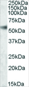 Anti-SH2D4A antibody produced in goat