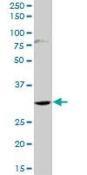 Anti-HOXD1 antibody produced in rabbit