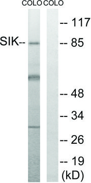 Anti-SIK antibody produced in rabbit